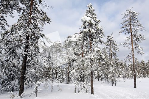 Image of Snow covered tree