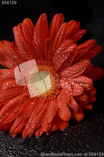 Image of red gerbera