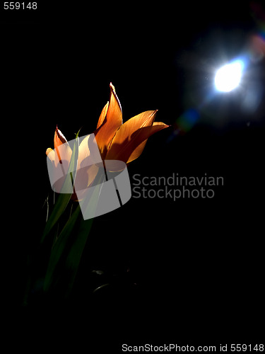 Image of Tulips under moon