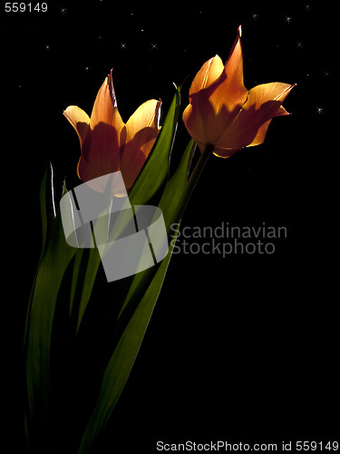 Image of Tulips under stars