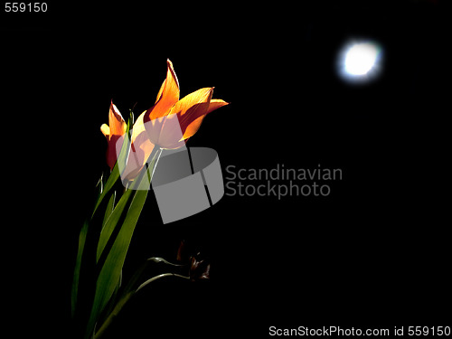 Image of Tulips under moon