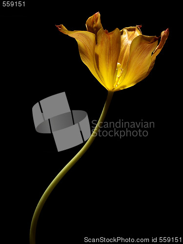 Image of Tulip