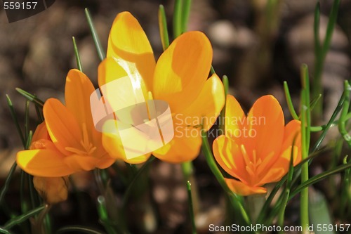 Image of crocus