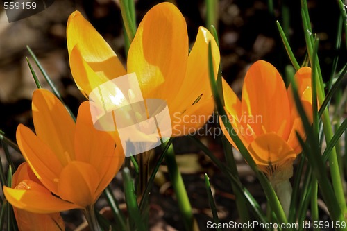 Image of crocus