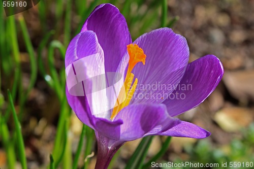 Image of crocus