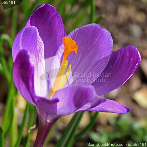 Image of crocus