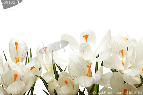 Image of White crocus on white