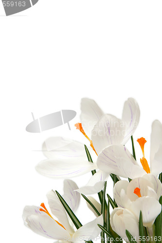 Image of White crocus on white