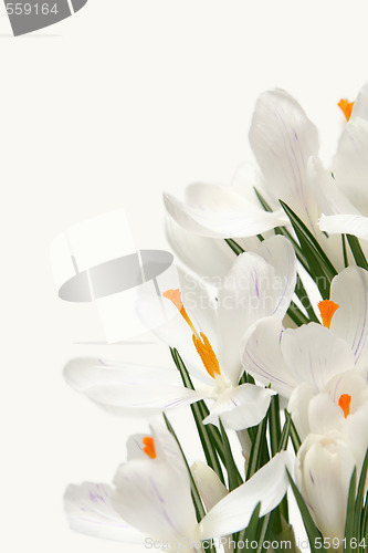 Image of White crocus on white