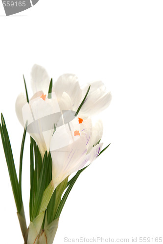 Image of White crocus on white