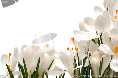 Image of White crocus on white