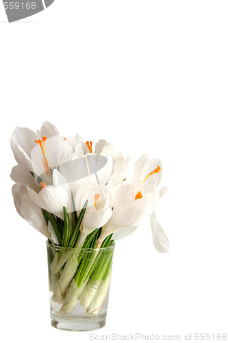 Image of White crocus on white