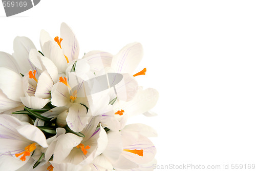 Image of White crocus on white