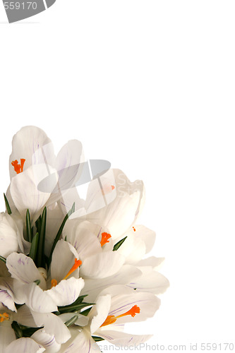 Image of White crocus on white