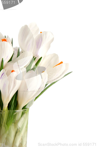 Image of White crocus on white