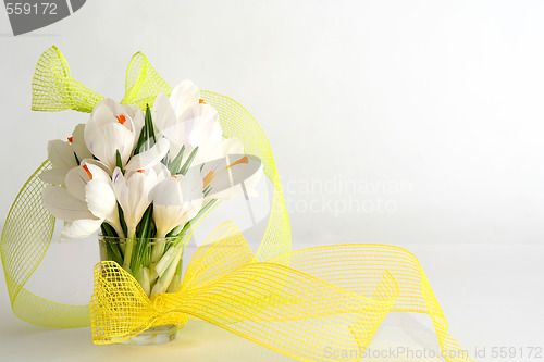 Image of White crocus on white