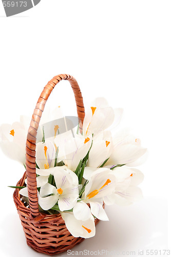 Image of White crocus on white