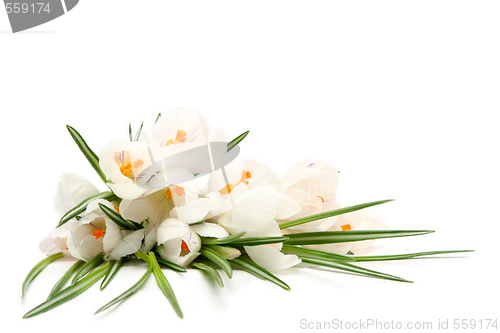 Image of White crocus on white