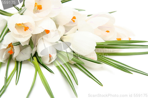 Image of White crocus on white