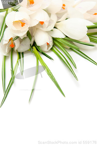 Image of White crocus on white