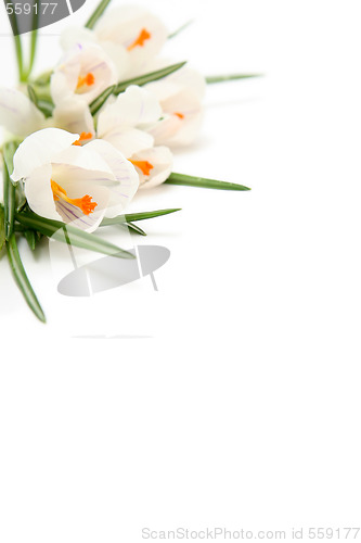 Image of White crocus on white