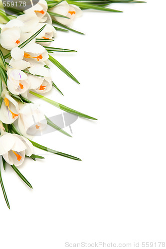 Image of White crocus on white