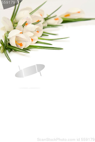 Image of White crocus on white