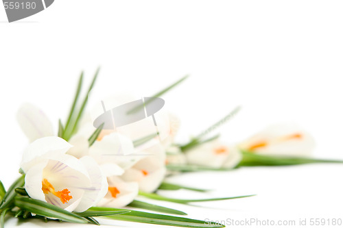 Image of White crocus on white