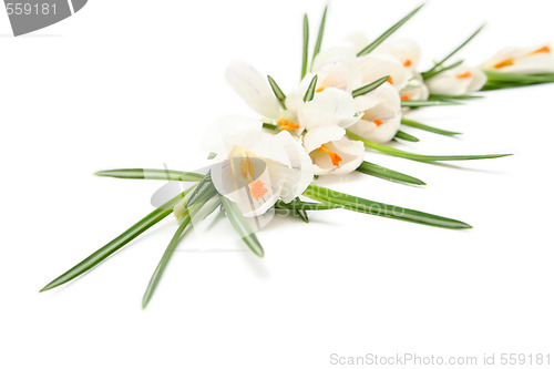 Image of White crocus on white