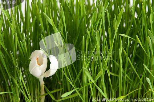 Image of White crocus on white