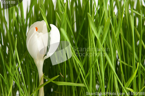 Image of White crocus on white