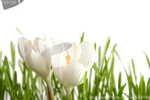 Image of White crocus on white