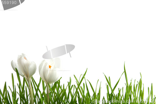 Image of White crocus on white