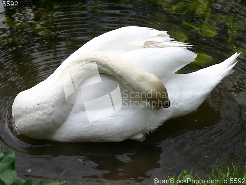 Image of Swan in the park [2]