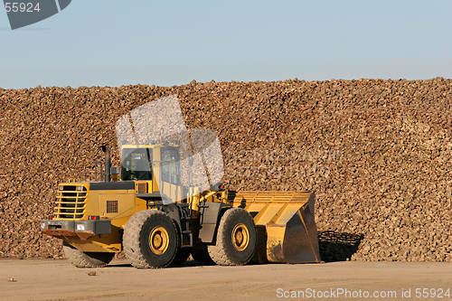 Image of sugar beet