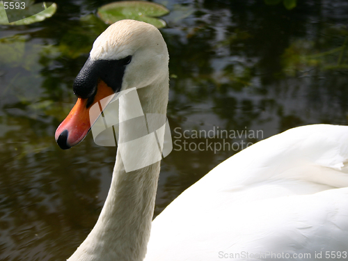 Image of Swan in the park