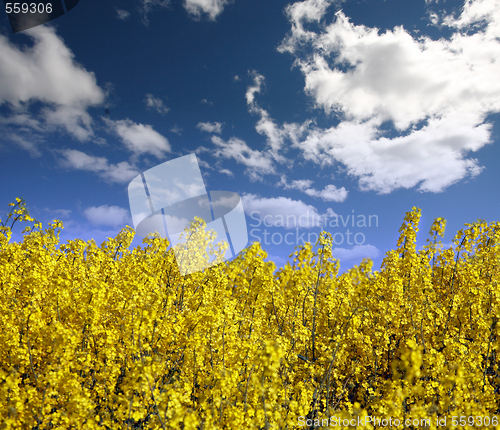 Image of yellow field with oil seed rape