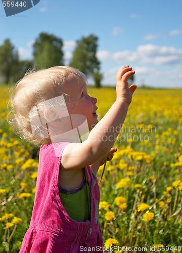 Image of summer dandelions