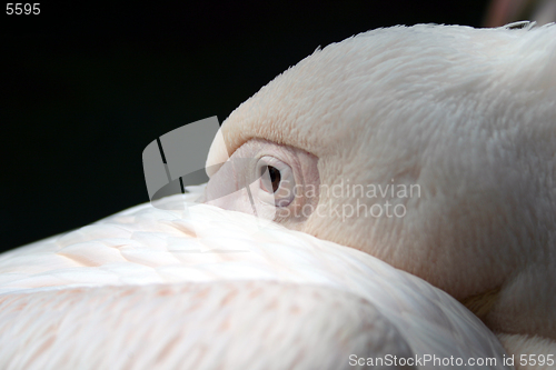 Image of Pelican sleeping