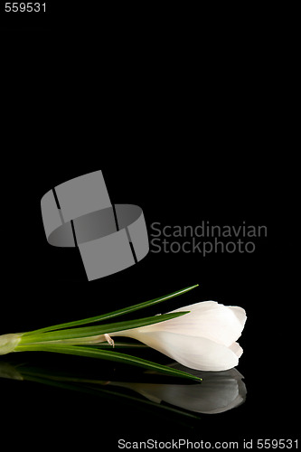 Image of White crocus