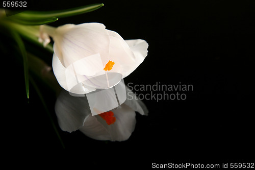 Image of White crocus