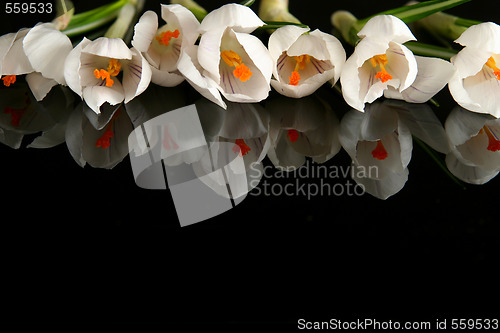 Image of White crocus