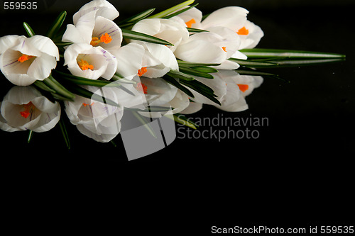 Image of White crocus