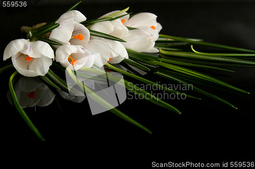 Image of White crocus