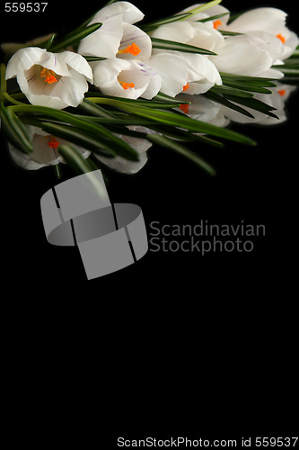 Image of White crocus