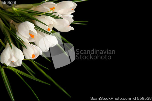 Image of White crocus