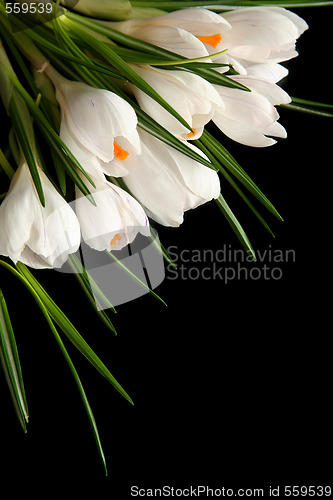 Image of White crocus