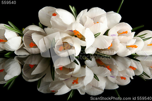 Image of White crocus