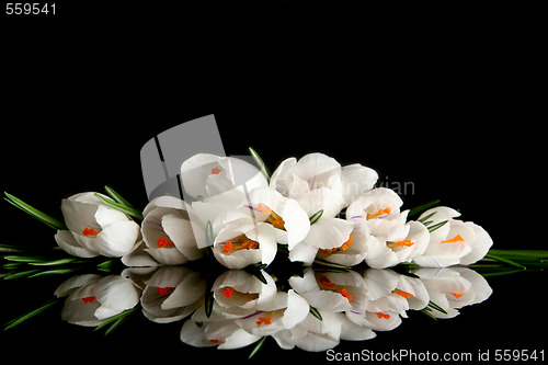 Image of White crocus