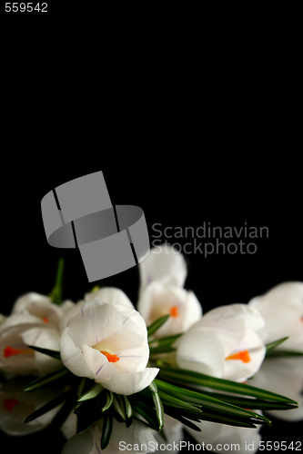 Image of White crocus